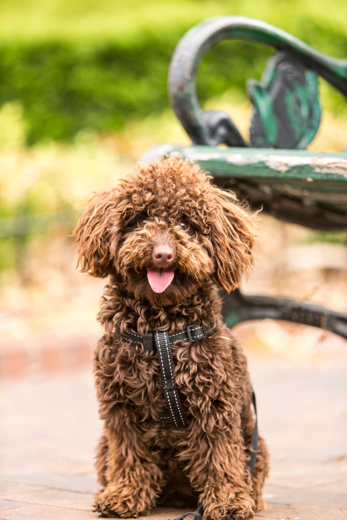 Paseador de perros en el parque